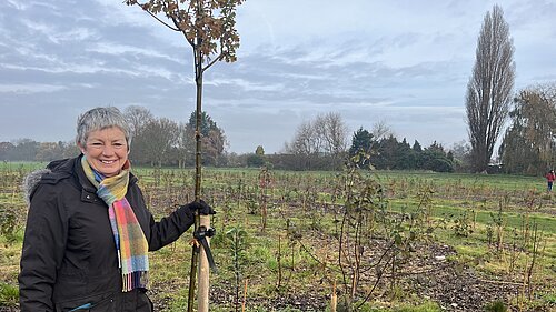 Tidy up begins of Plock Court trees