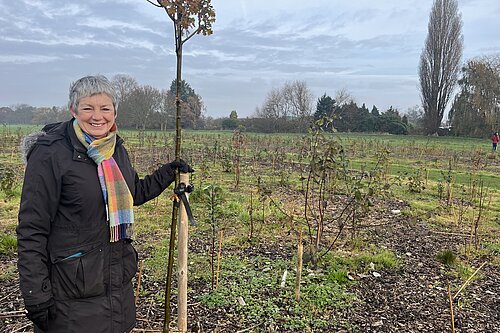 Tidy up begins of Plock Court trees