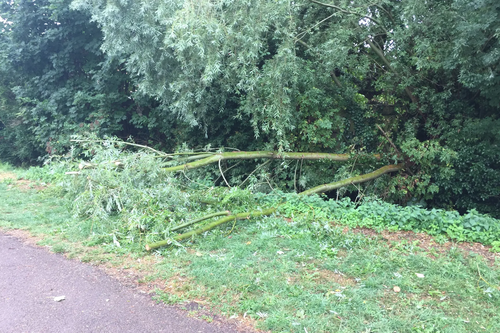 Fallen tree at Horsbere Brook in Longlevens