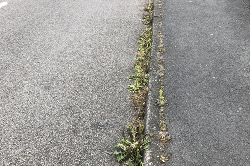 Weeds in Garden Way, Longlevens